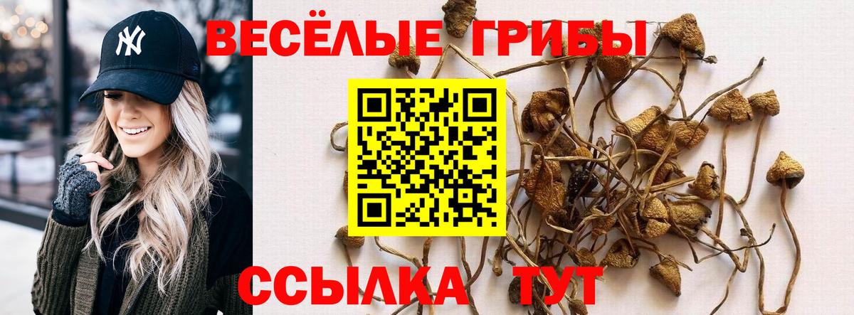 Галлюциногенные грибы Psilocybine cubensis Новомосковск